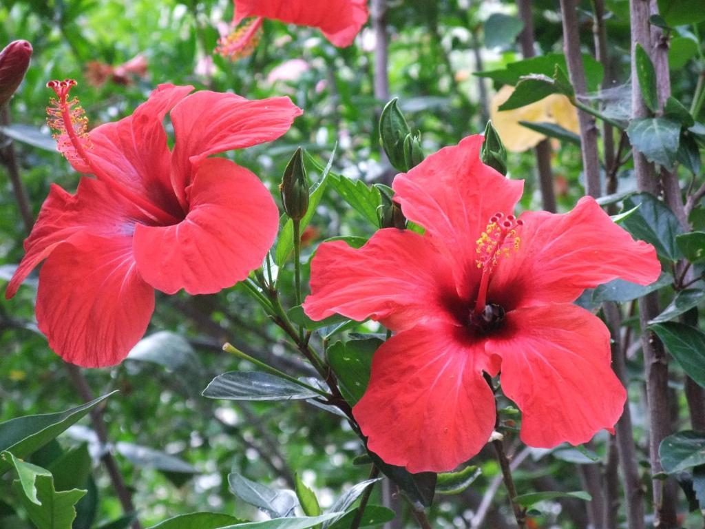 Paradise Garden Hotel Oludeniz Luaran gambar
